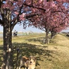 ラッキーと桜見ながら散歩気持ち良いね