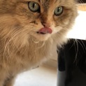 ペルシャ猫です！