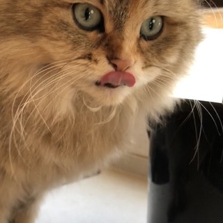ペルシャ猫です！