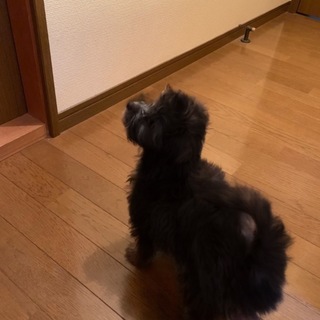 代理投稿☆プードルミックス2ヶ月