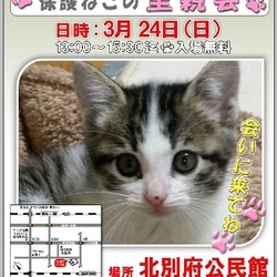 加古川・保護ねこの里親会