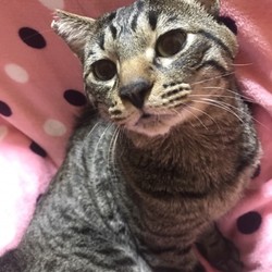 加古川・保護ねこの里親会 サムネイル3