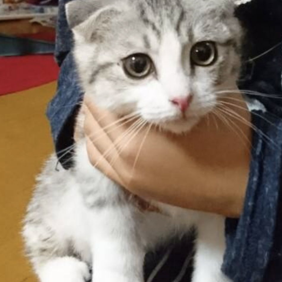 こたろうのカバー写真