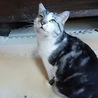 シルバー君　３歳くらい