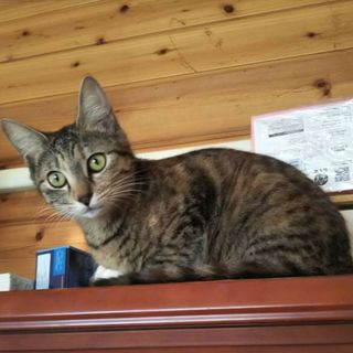 きよみ、里親さま決定！ありがとうございました♡