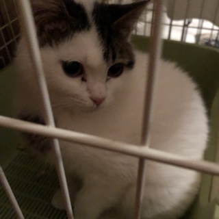 ふかふかでスコ風丸いお顔のスタイ君の里親募集中