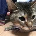 トビア （アビシニアン） 4歳