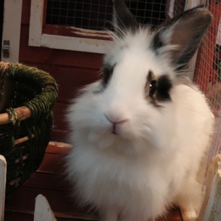 うさぎちゃん。１歳９ヶ月。ととろ