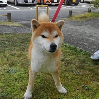 「まめ柴系推定2歳の男子」の新しいご家族募集