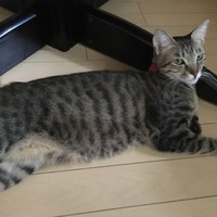 ルビィ