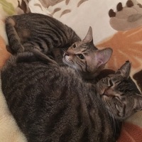 ティダ
