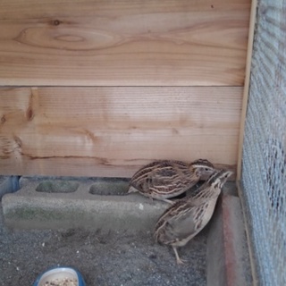 ウズラ飼いませんか？