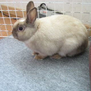 元気なネザーランドの男の子