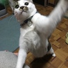 猫フック