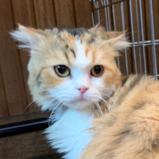 ありがとうございました