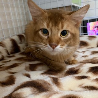 ずっとのお家を募集中