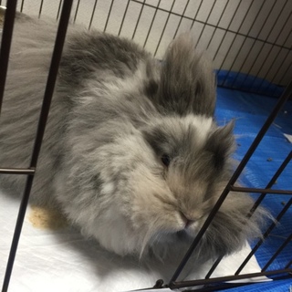 大阪市 アンゴラウサギの里親様募集