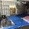 大阪市 アンゴラウサギの里親様募集 サムネイル2