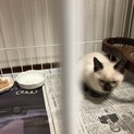 シャム猫?の子猫♂です