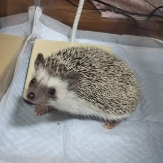 急募！人には慣れています