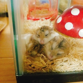 ロボロフスキーハムスター