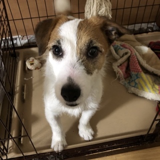 里親様を探してます