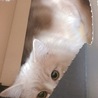 ダンボールは全てとられます。