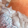 腕枕好きです。