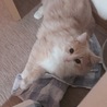 の写真