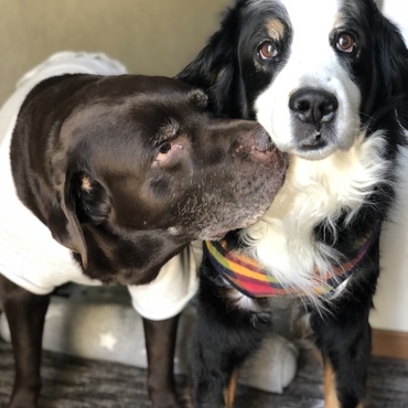 MARYがお空に旅立って もうすぐ1ヶ月…寂しいよ…