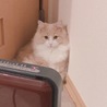 の写真