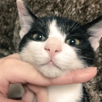 ちょび