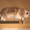 の写真