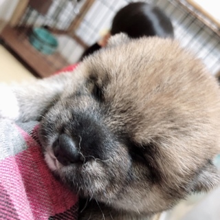 すっごく人懐っこい！赤茶柴犬！男の子！