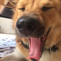 とら