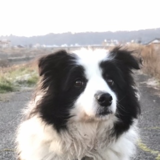 人が大好きなボーダーコリー♀家族募集中！