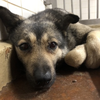 緊急です。処分が迫っています。動画有り