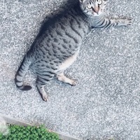 びーちゃん