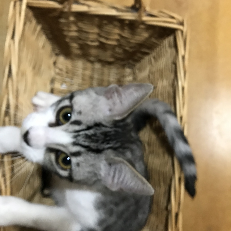 ボヒちゃんのカバー写真