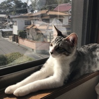ダーちゃん