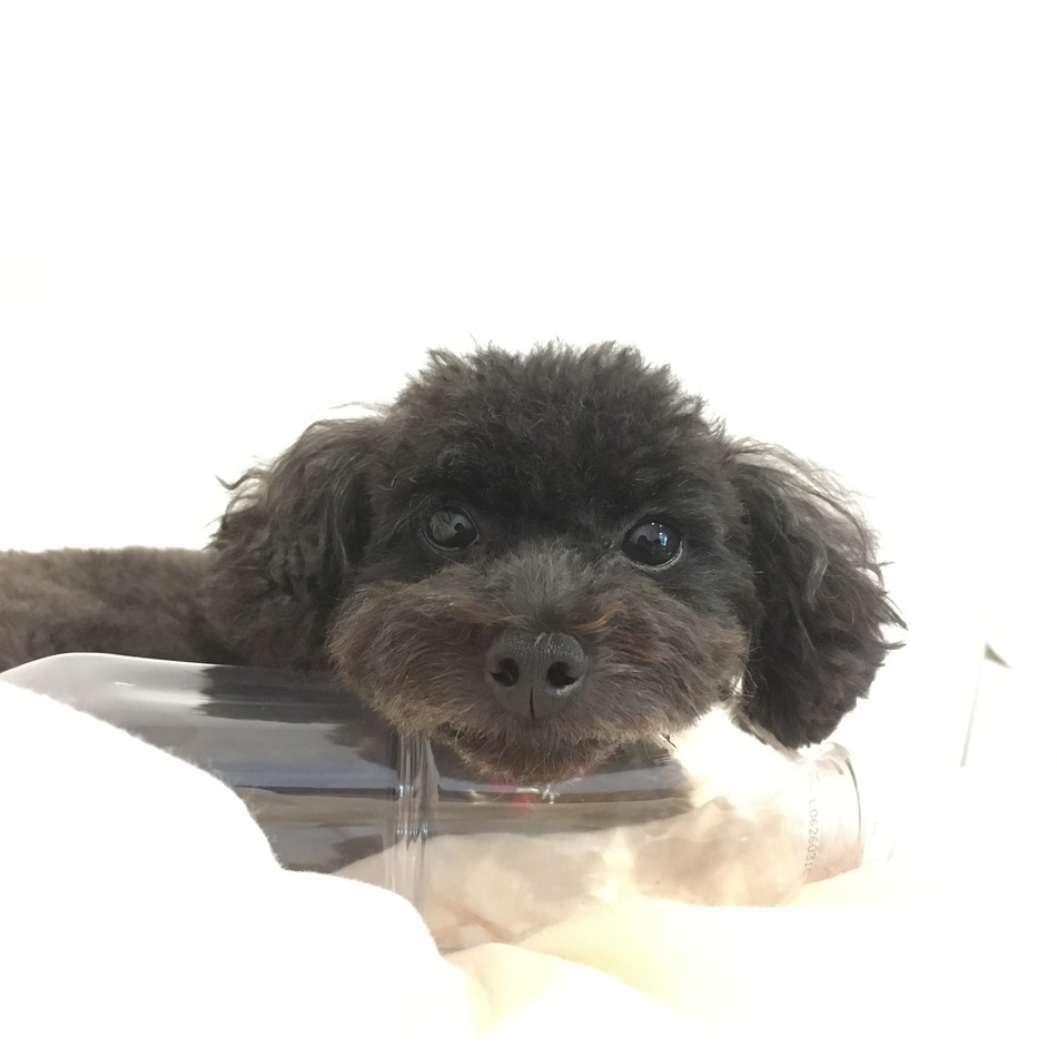 にーなのカバー写真
