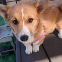 コーギーペンブロークのメス里親募集