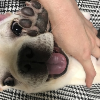 甘えん坊のフレブル（疾病あり）