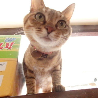 麦わら（キジトラ）ハニーちゃん