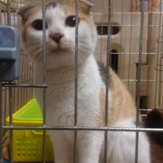 スコティッシュみたいな耳をしたミケです。