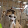 スコティッシュみたいな耳をしたミケです。 サムネイル3