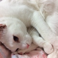 ユキ