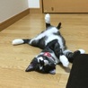 里親募集で引き取った頃の写真