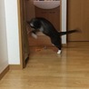 ネズミのおもちゃに大興奮