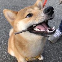 あんず